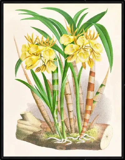 Картина Галеандра флавеола (1885-1906)