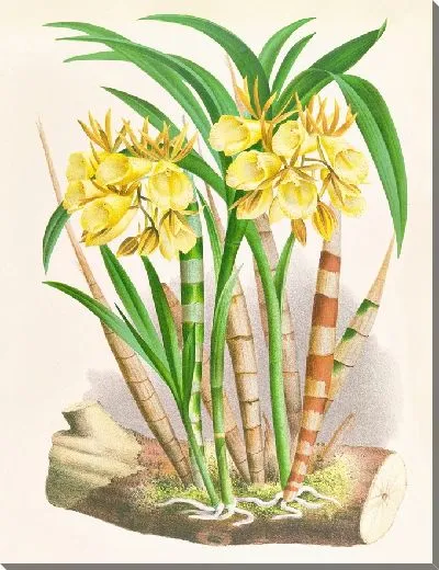 Картина Галеандра флавеола (1885-1906)