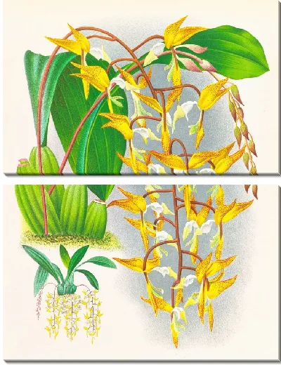 Картина Гонгора пятнистая (1885-1906)