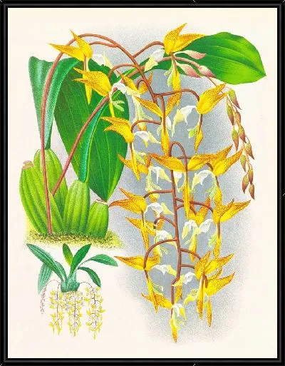 Картина Гонгора пятнистая (1885-1906)