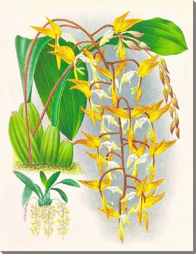 Картина Гонгора пятнистая (1885-1906)