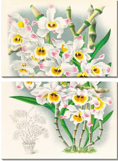 Картина Дендробиум Вардианум (1885-1906)