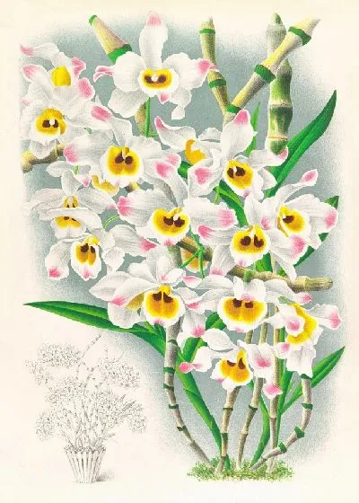 Картина Дендробиум Вардианум (1885-1906)