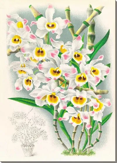 Картина Дендробиум Вардианум (1885-1906)
