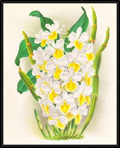 Картина Дендробиум галлицеанум (1885-1906)