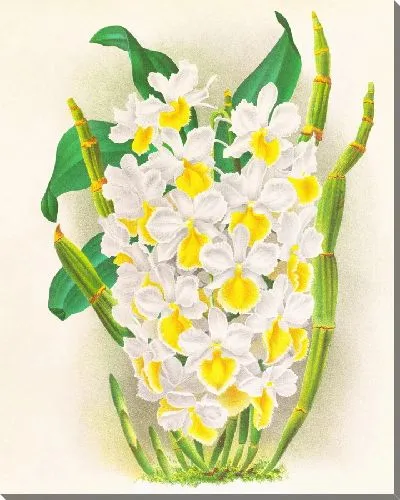 Картина Дендробиум галлицеанум (1885-1906)