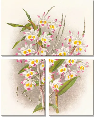 Картина Дендробиум девонский (1885-1906)