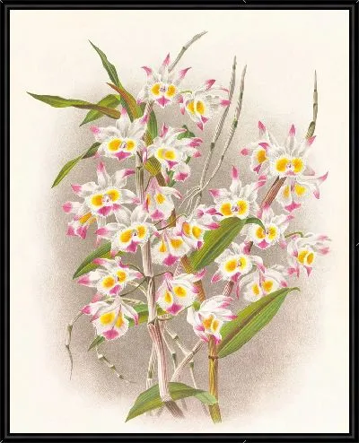 Картина Дендробиум девонский (1885-1906)