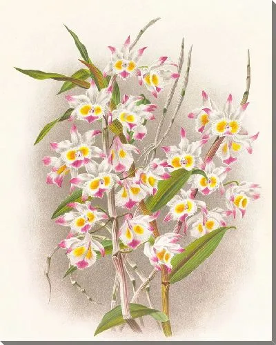 Картина Дендробиум девонский (1885-1906)