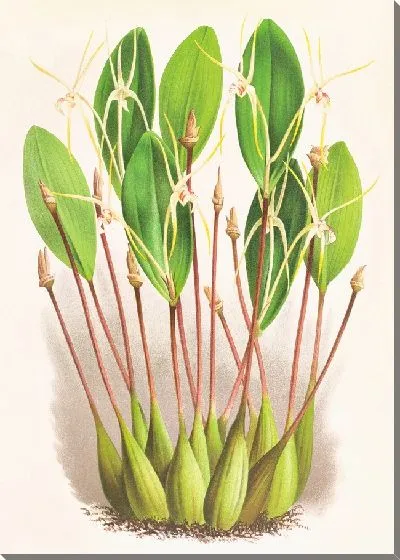 Картина Дендробиум инаудитум (1885-1906)