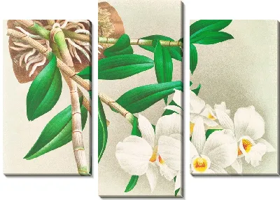 Картина Дендробиум инфундибулум (1885-1906)