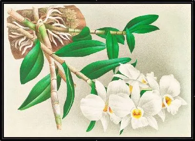Картина Дендробиум инфундибулум (1885-1906)
