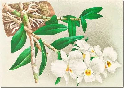 Картина Дендробиум инфундибулум (1885-1906)