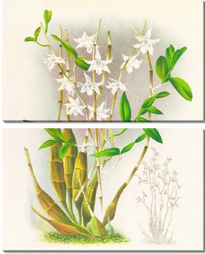 Картина Дендробиум Крументум (1885-1906)