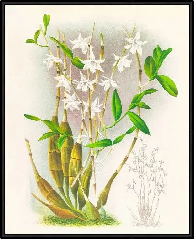 Картина Дендробиум Крументум (1885-1906)