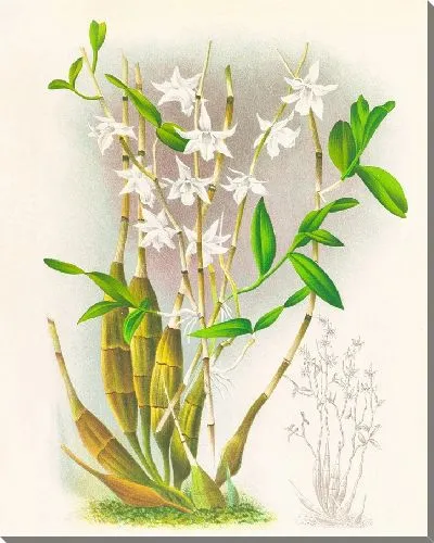 Картина Дендробиум Крументум (1885-1906)