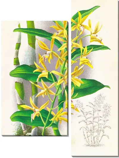 Картина Дендробиум мирбелиум (1885-1906)