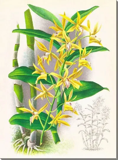 Картина Дендробиум мирбелиум (1885-1906)