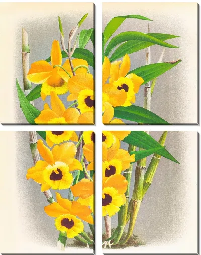 Картина Дендробиум пакстони (1885-1906)