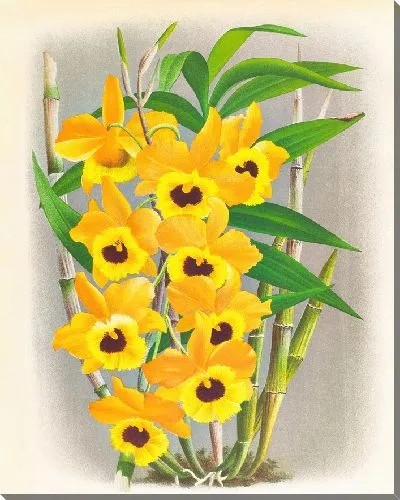 Картина Дендробиум пакстони (1885-1906)