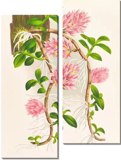 Картина Дендробиум прицветник (1885-1906)