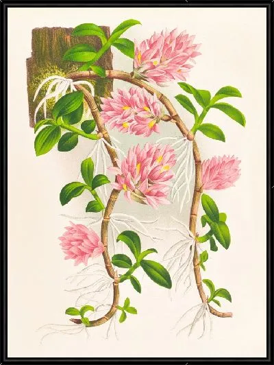 Картина Дендробиум прицветник (1885-1906)
