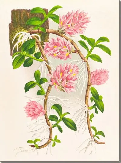 Картина Дендробиум прицветник (1885-1906)
