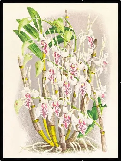 Картина Дендробиум стратиотес (1885-1906)