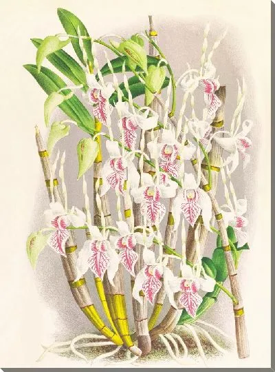 Картина Дендробиум стратиотес (1885-1906)