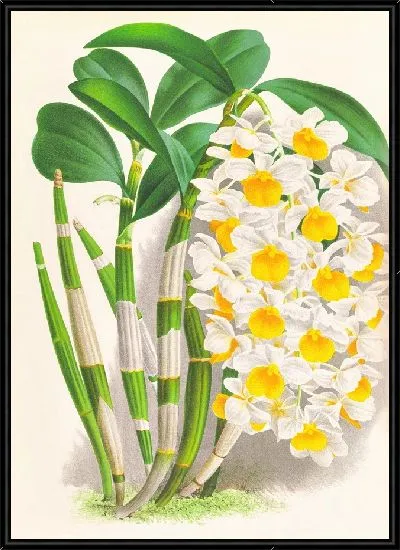 Картина Дендробиум тирсифлорум (1885-1906)