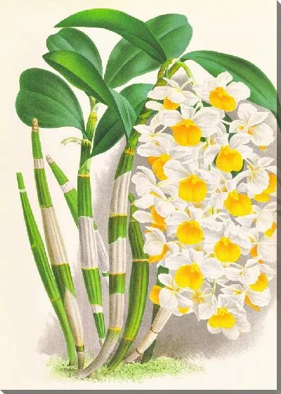 Картина Дендробиум тирсифлорум (1885-1906)