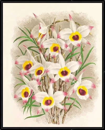 Картина Дендробиум Фальконера (1885-1906)