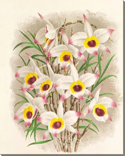 Картина Дендробиум Фальконера (1885-1906)