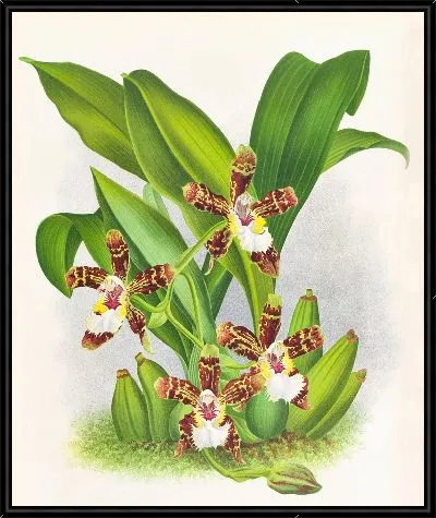 Картина Зигопеталум йорисианский (1885-1906)