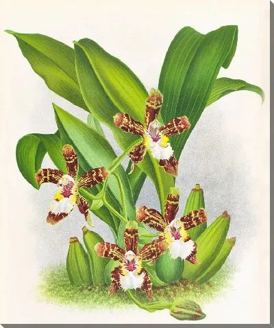 Картина Зигопеталум йорисианский (1885-1906)