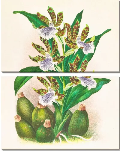Картина Зигопеталум промежуточный (1885-1906)