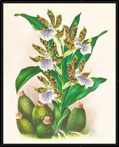Картина Зигопеталум промежуточный (1885-1906)