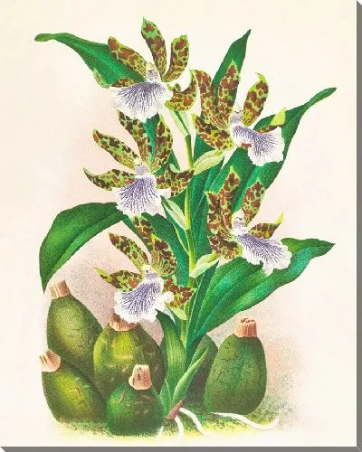 Картина Зигопеталум промежуточный (1885-1906)