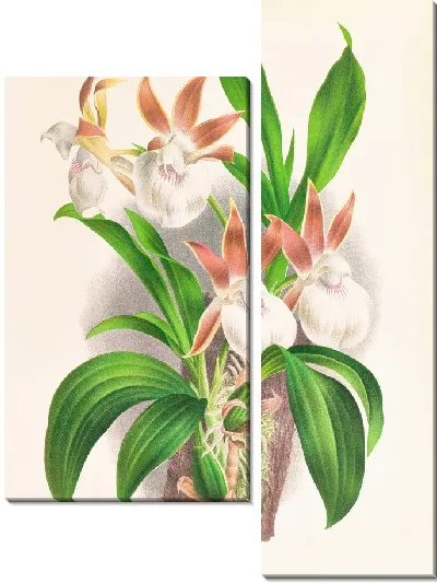 Картина Зигопеталум ростратум (1885-1906)