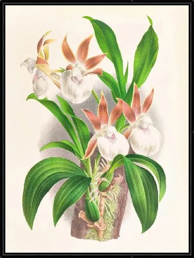 Картина Зигопеталум ростратум (1885-1906)