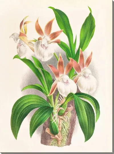 Картина Зигопеталум ростратум (1885-1906)