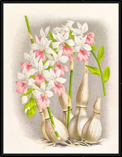 Картина Каланта Реньери (1885-1906)