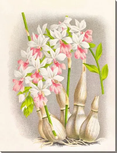 Картина Каланта Реньери (1885-1906)