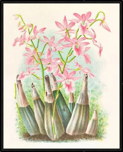 Картина Каланте Вейчи (1885-1906)