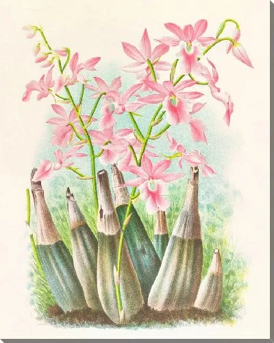 Картина Каланте Вейчи (1885-1906)