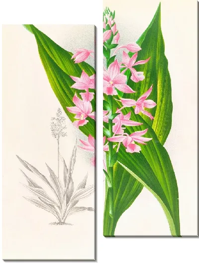 Картина Каланте Масука (1885–1906)