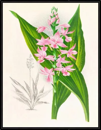 Картина Каланте Масука (1885–1906)