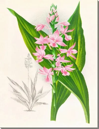 Картина Каланте Масука (1885–1906)