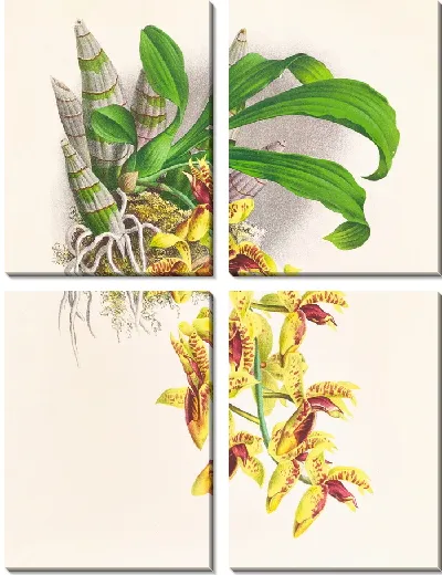 Картина Катасетум галеритум (1885-1906)