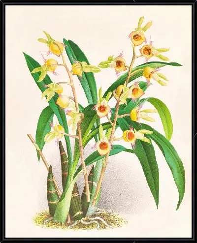 Картина Катасетум Дисколор (1885-1906)